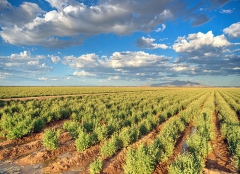 guayule 103777